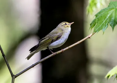 Пеночка-трещотка. Phylloscopus sibilatrix. | BirdWatch.by