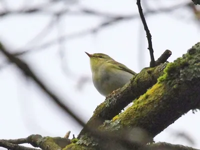 Пеночка-трещотка - eBird