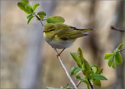 Warbler-rattle - Пеночка-трещотка | Flikr: www.flickr.com/ph… | Flickr