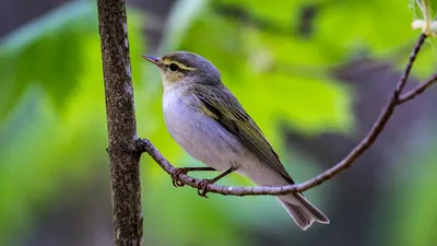 Пеночка-трещотка. Phylloscopus sibilatrix. | BirdWatch.by