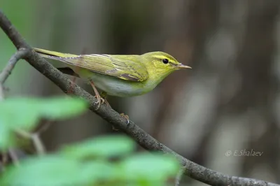 Пеночка-трещотка - Phylloscopus sibilatrix. Photographer Evgeniy