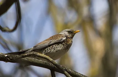 Пеночка-трещотка (Phylloscopus sibilatrix). Птицы Европейской России.