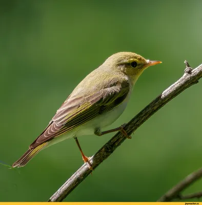 Пеночка-трещотка - Wood warbler | Москва, Бирюлевский дендро… | Flickr