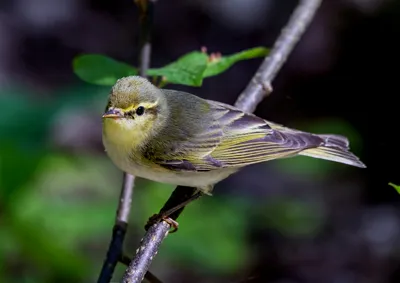 Фотокаталог птиц: Пеночка-трещотка (Phylloscopus sibilatrix)