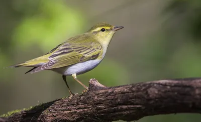 Пеночка-трещотка (Phylloscopus sibilatrix). Птицы Беларуси.