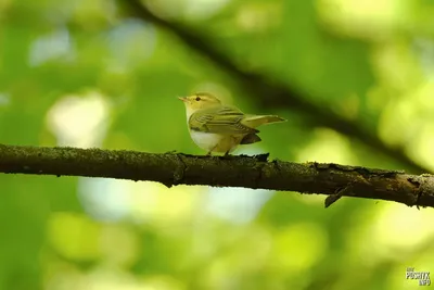 Пеночка-трещотка. Phylloscopus sibilatrix. | BirdWatch.by