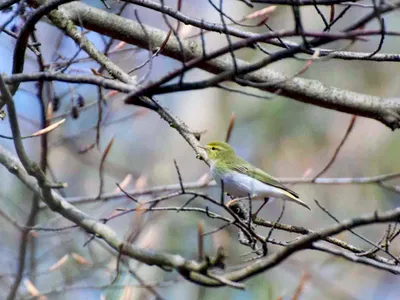 Как выглядит птица Пеночка-трещотка (Phylloscopus sibilatrix)?