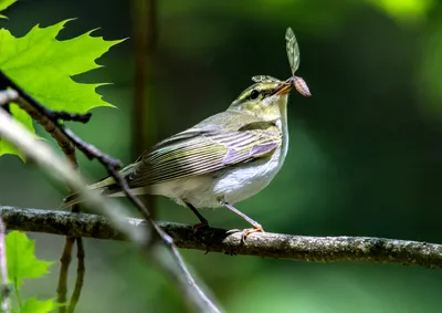 Пеночка-трещотка (Phylloscopus sibilatrix). Птицы Беларуси.