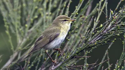 Пеночка-трещотка (Phylloscopus sibilatrix). Птицы Европейской России.