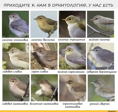 Пеночка-трещотка - eBird