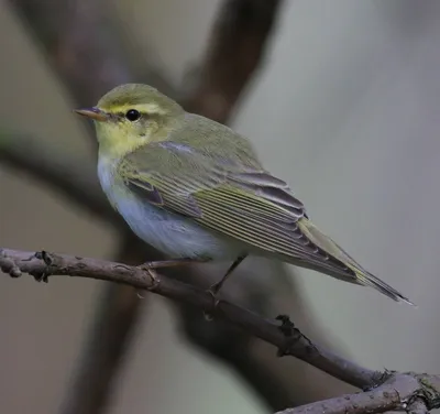 Пеночка-трещотка (Phylloscopus sibilatrix). Птицы Европейской России.