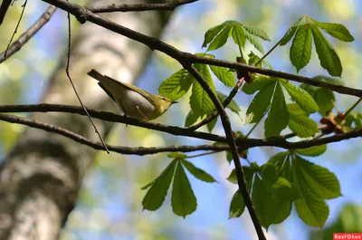 Пеночка-трещотка. Phylloscopus sibilatrix. | BirdWatch.by