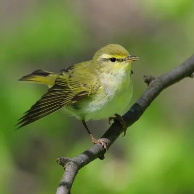 Голоса птиц Как поёт Пеночка теньковка Phylloscopus collybita - YouTube