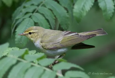 Пеночка-трещотка (Phylloscopus sibilatrix). Фотогалерея птиц. Фотографии  птиц России, Беларуси, Украины, Казахстана, Таджикистана, Азербайджана.