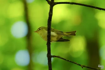 Пеночка трещотка. Phylloscopus sibilator :: Александр Аксёнов – Социальная  сеть ФотоКто