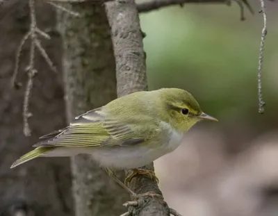 Пеночка-трещотка (Phylloscopus sibilatrix). Птицы Европейской России.