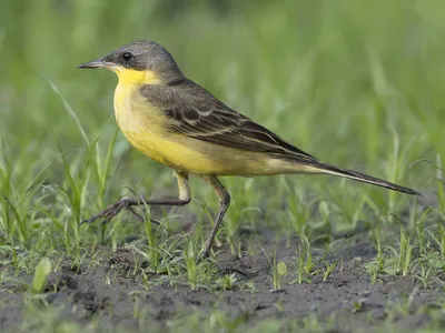 Берингийская жёлтая трясогузка - eBird