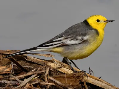 Желтоголовая трясогузка - eBird