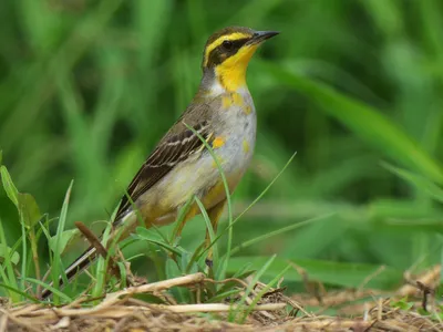 Берингийская жёлтая трясогузка - eBird