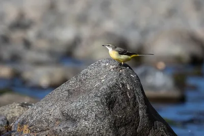 Белобровая трясогузка - eBird