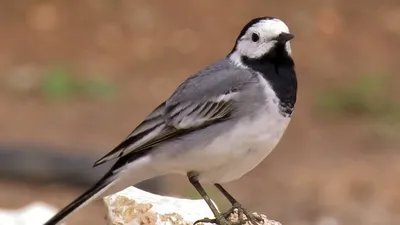 Белая трясогузка, Motacilla Alba, в реке Птица с едой для молодых птиц  Весна, время гнездиться Птица в воде Beh живой природы Стоковое Изображение  - изображение насчитывающей серо, мужчина: 75949563