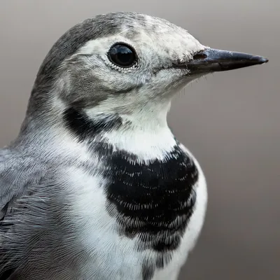 БЕЛАЯ ТРЯСОГУЗКА Motacilla alba - Природный парк Олений