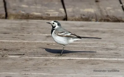 Пегая трясогузка, Motacilla aguimp vidua, African Pied Wag… | Flickr