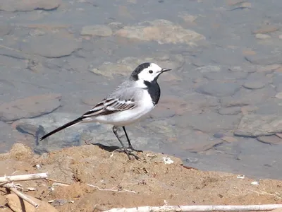 Белая трясогузка (Motacilla alba). | Александр Вартоха | Flickr