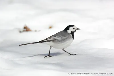 Птица Белая Трясогузка Motacilla Alba Маленькая Птица С Длинным Хвостом На  Размытом Фоне Польша Европа — стоковые фотографии и другие картинки White  wagtail - iStock