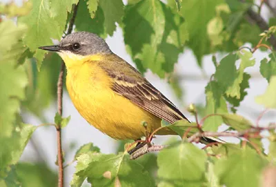 Жёлтая трясогузка - eBird