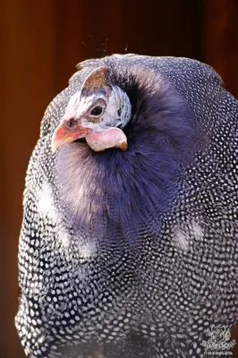 Wiki Nature - Грифовая цесарка. Грифовая цесарка (лат. Acryllium  vulturinum) — птица семейства цесарковые. Единственный представитель своего  рода. Птица замечательно приспособлена к жизни в засушливых, поросших  кустарником регионах Африки. Может ...