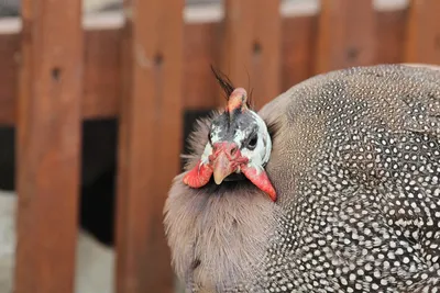 Helmeted guineafowl / Цесарка | Африканская курица, как ещё … | Flickr