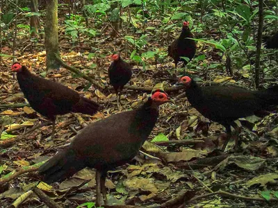 картинки : прерия, Дикая природа, Домашняя птица, Фауна, Galliformes,  Позвоночный, Павлин, Цыплята, Дикая индейка, Гвинейская птица, цесарка,  Точные цыплята, Птицы птицы, Numididae 3998x2244 - - 600495 - красивые  картинки - PxHere