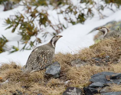 Кавказский улар - eBird