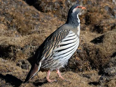 Тибетский улар - eBird