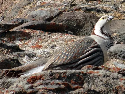 Алтайский улар (Tetraogallus altaicus). Птицы Сибири.