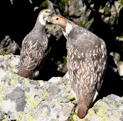 Гималайский улар - eBird