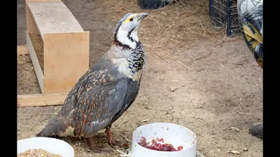 Кавказский улар (Tetraogallus caucasicus). Птицы Европейской России.