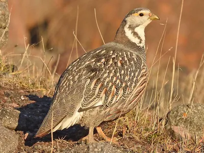 Кавказский улар - eBird