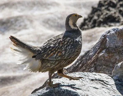 Кавказский улар (Tetraogallus caucasicus). Птицы Европейской России.