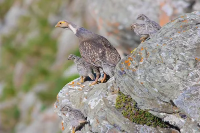 Алтайский улар (Tetraogallus altaicus). Птицы Казахстана.