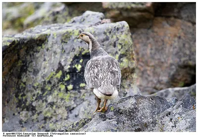 Кавказский улар (Tetraogallus caucasicus). Птицы Европейской России.