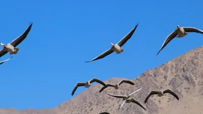 Гималайский улар (Tetraogallus himalayensis), лучшие фотографии. Птицы  Казахстана.