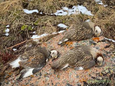 Кавказский улар (Tetraogallus caucasicus). Птицы Европейской России.