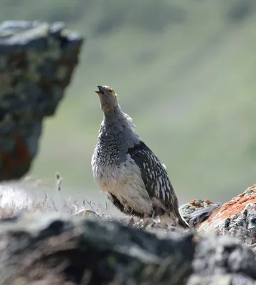 Кавказский улар