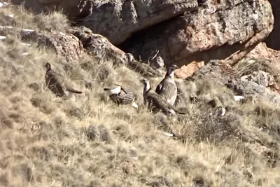 ПОСЛЕ ЭТОГО ВЫСТРЕЛА Я НЕ СПАЛ НЕДЕЛЮ Охота на гималайского улара Hunting  Himalayan snowcock Часть 1 - YouTube