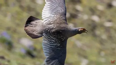 Алтайский улар (Tetraogallus altaicus). Птицы Сибири.