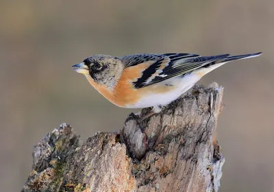 Вьюрок Frinilla montifringilla Brambling