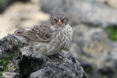 Красношапочный вьюрок - eBird