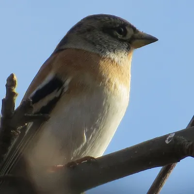 Красный вьюрок - eBird